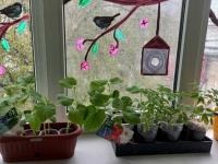 "Лаборатория роста" - наш подросший огород на окне