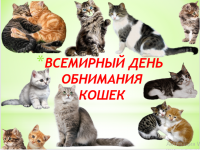 Флешмоб "Всемирный день обнимания кошек". #обнимательныеисторииспб "Преданное сердце" Помощь животным